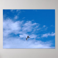 Seagull flying