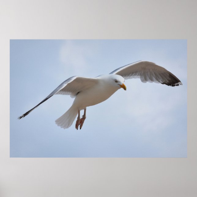 Seagull flying poster (Front)