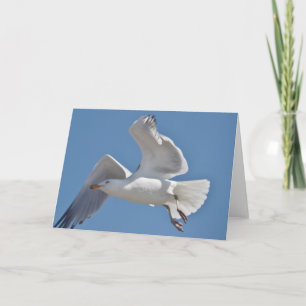 Seagull greeting card