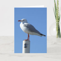 Seagull Greeting Card