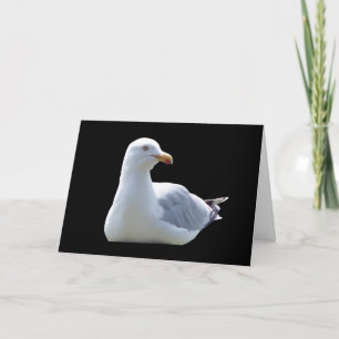 Seagull Greetings Card – Coastal Seagull Bird