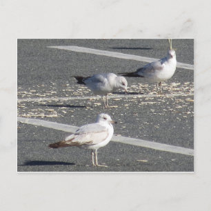 Seagull Group Postcard