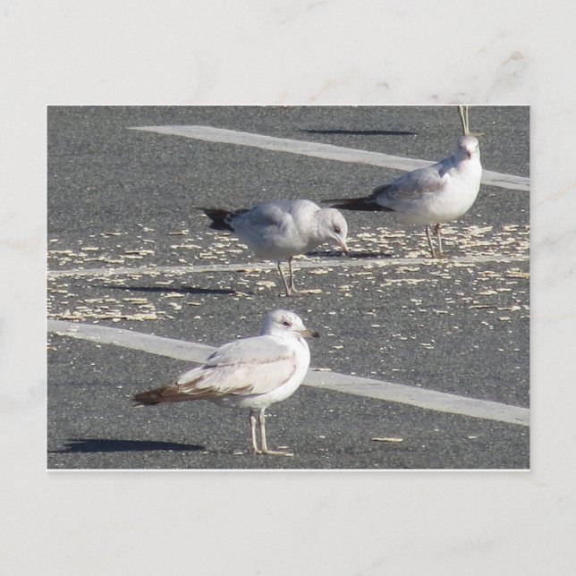 Seagull Group Postcard (Front)