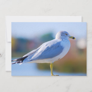 Seagull Holiday Card