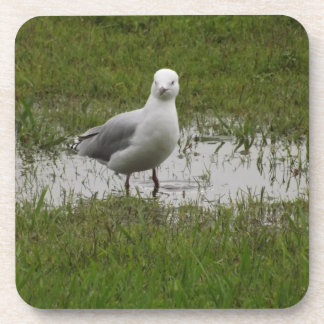 Seagull in a Puddle Coaster