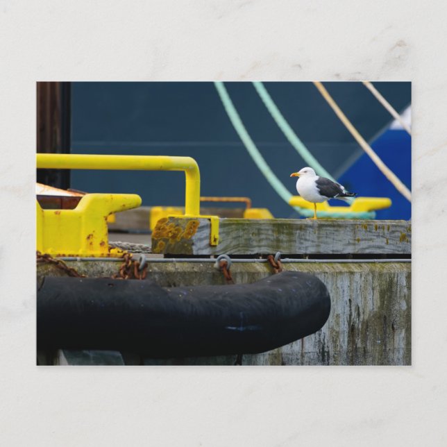 Seagull in an abstract environt postcard (Front)