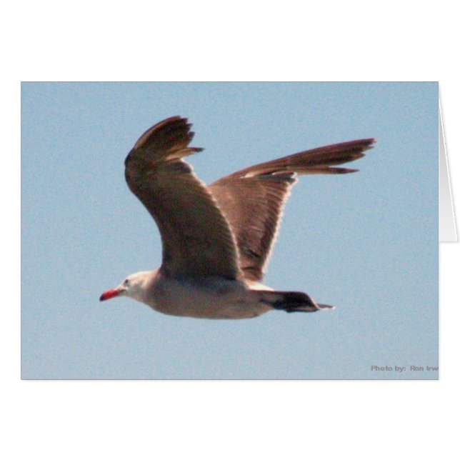Seagull in Flight (Front Horizontal)