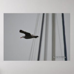 Seagull in Flight III Poster