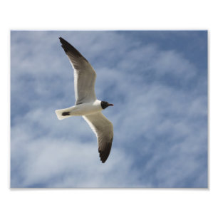 Seagull in Flight Photo Print
