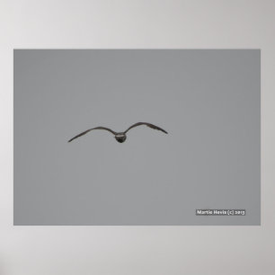 Seagull in Flight Poster