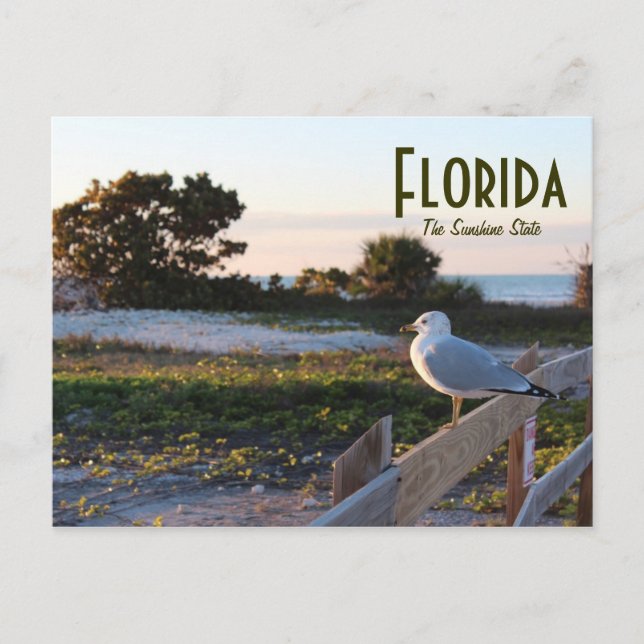 Seagull in Florida Sunshine State Honeymoon island Postcard (Front)