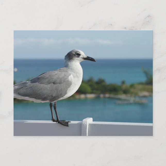 Seagull In Paradise Postcard (Front)