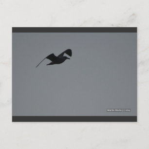 Seagull in Silhouette   Blue Beach Song™ Postcard