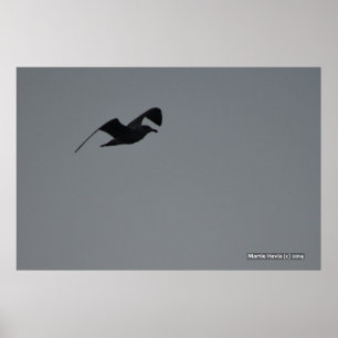 Seagull in Silhouette Poster