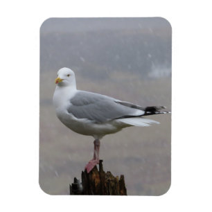 Seagull in Snow Scene – Bird Photography Nature Magnet