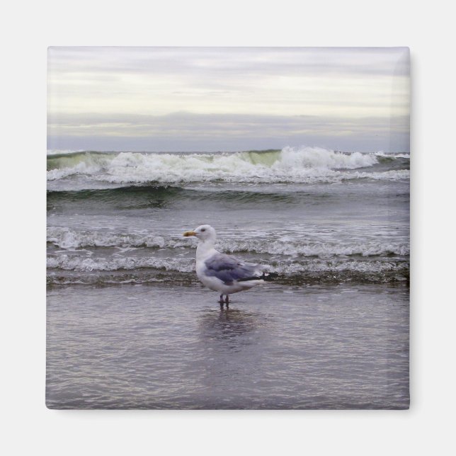 Seagull in the Ocean Magnet (Front)