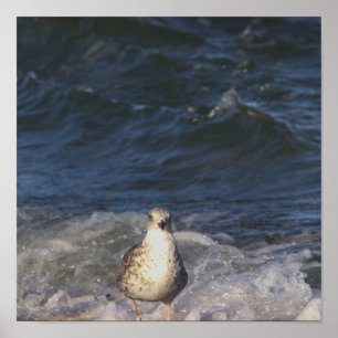 Seagull in the Ocean Poster
