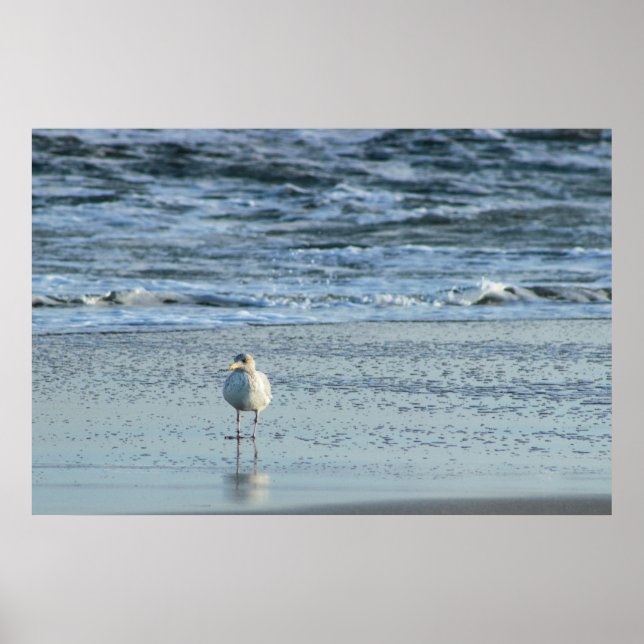 Seagull in the Ocean Poster (Front)