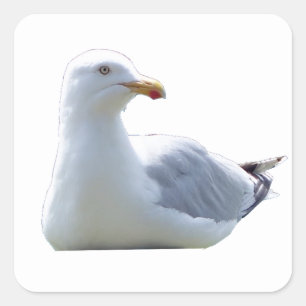 Seagull in Tranquil Pose – Ocean Bird Wildlife Art Square Sticker
