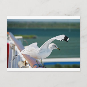 Seagull.JPG Postcard