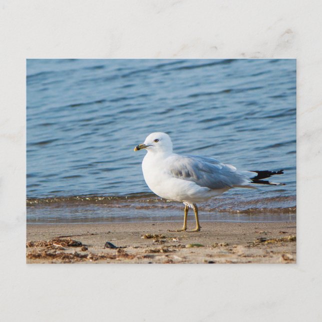 Seagull, Lake Ontario, Toronto, Canada Postcard (Front)