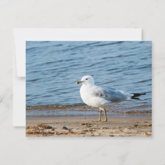 Seagull, Lake Ontario, Toronto, Canada Postcard