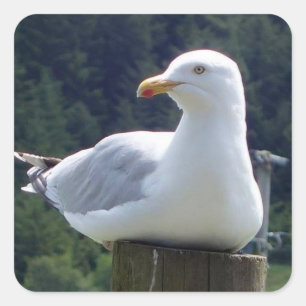 Seagull Laying Down On Fence Post Coastal Bird Art Square Sticker