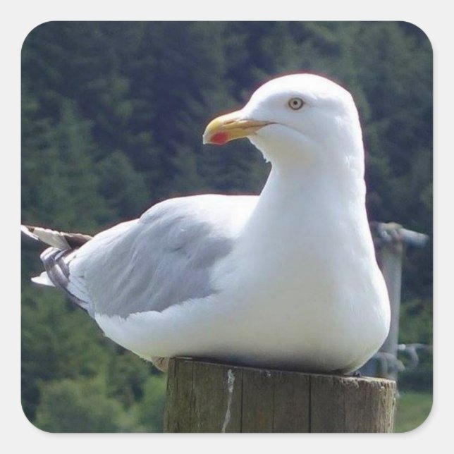 Seagull Laying Down On Fence Post Coastal Bird Art Square Sticker (Front)