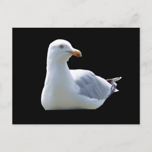 Seagull Laying Down Postcard – Wildlife Seagull 