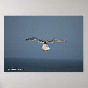 Seagull Leaves Poster
