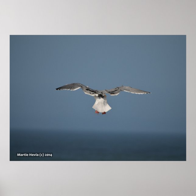Seagull Leaves Poster (Front)