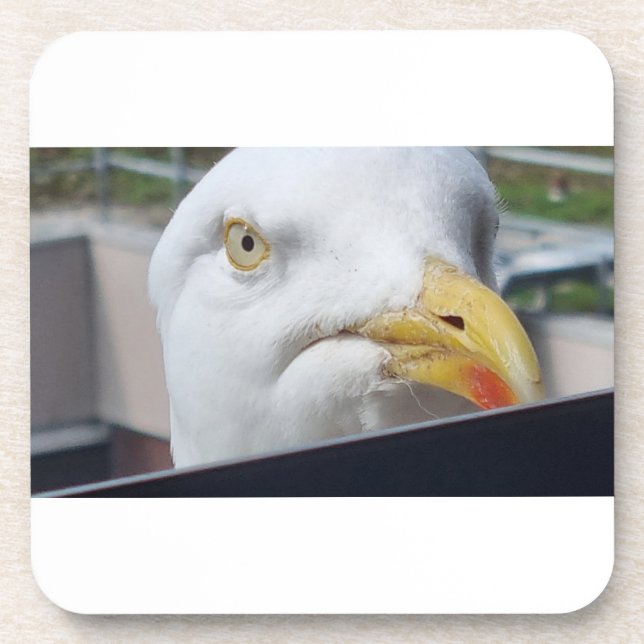 Seagull Looking Coaster (Front)