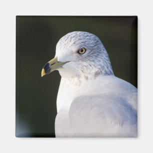 Seagull Magnet