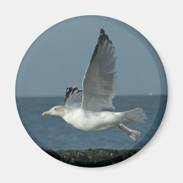 seagull magnet (Front)