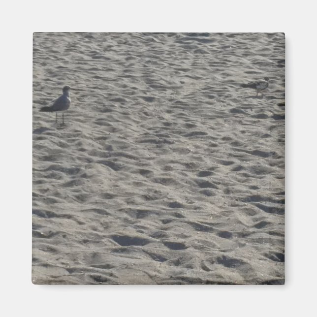 Seagull Magnets (Front)