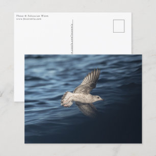 Seagull Nature Photo Postcard