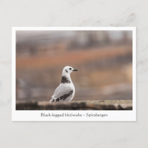 Seagull Nature Photo Postcard