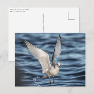Seagull Nature Photo Postcard