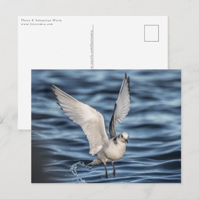 Seagull Nature Photo Postcard (Front/Back)