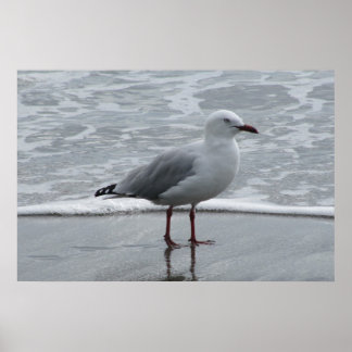 Seagull Near the Water's Edge Poster