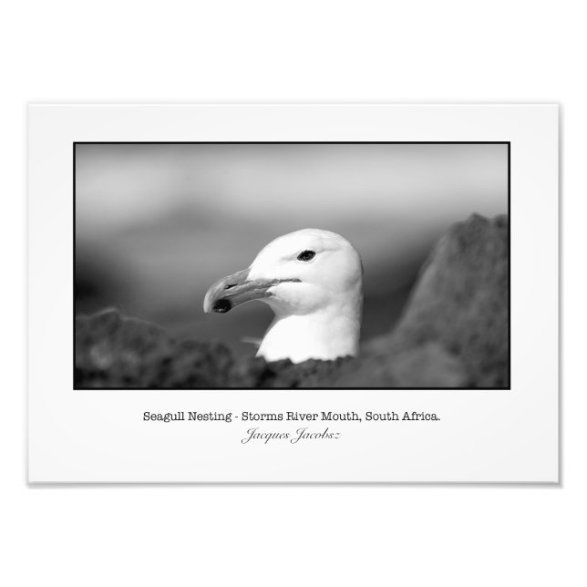 Seagull Nesting Photo Print (Front)