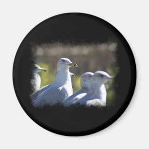 Seagull on a Rail Magnet
