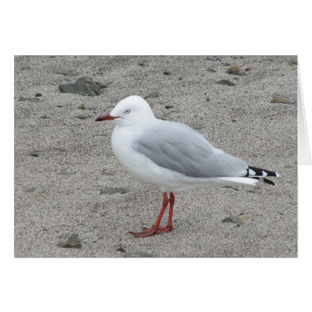 Seagull on a Sandy Beach (Front Horizontal)