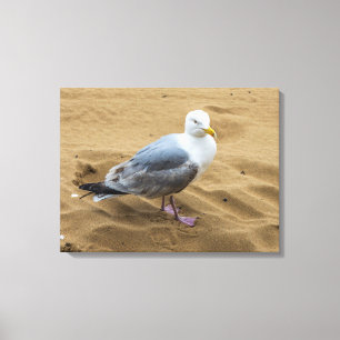 Seagull on a sandy beach canvas print
