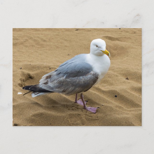 Seagull on a sandy beach view postcard (Front)