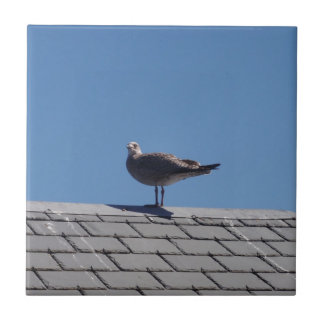 Seagull On A Slate Roof Tile