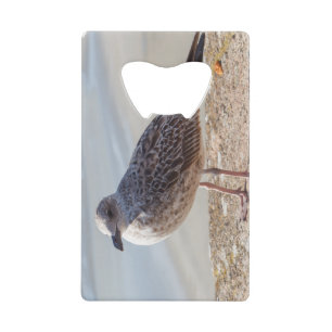 Seagull on a wall