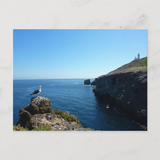 Seagull on Anacapa Island at Channel Islands Postcard (Front)