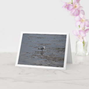 Seagull On Beach Card