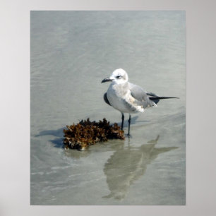 Seagull on Beach with Seaweed Poster